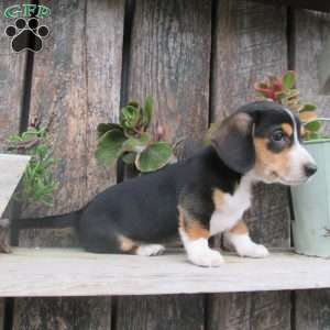 Trixie, Dachshund Puppy